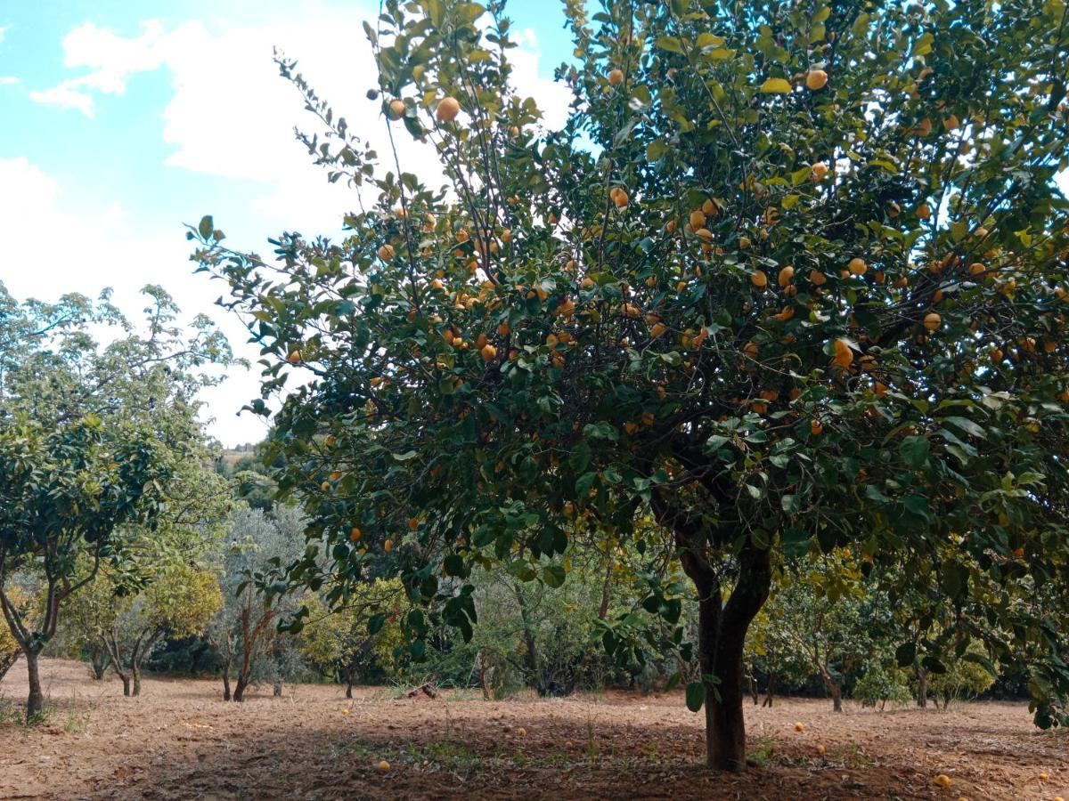 Villa Odori Di Zagara à Caltanissetta Extérieur photo